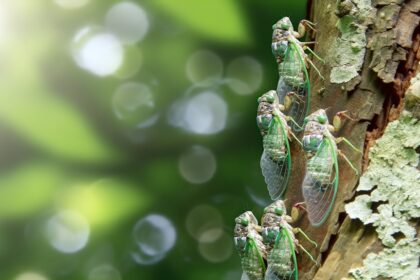 cicada life cycle timing